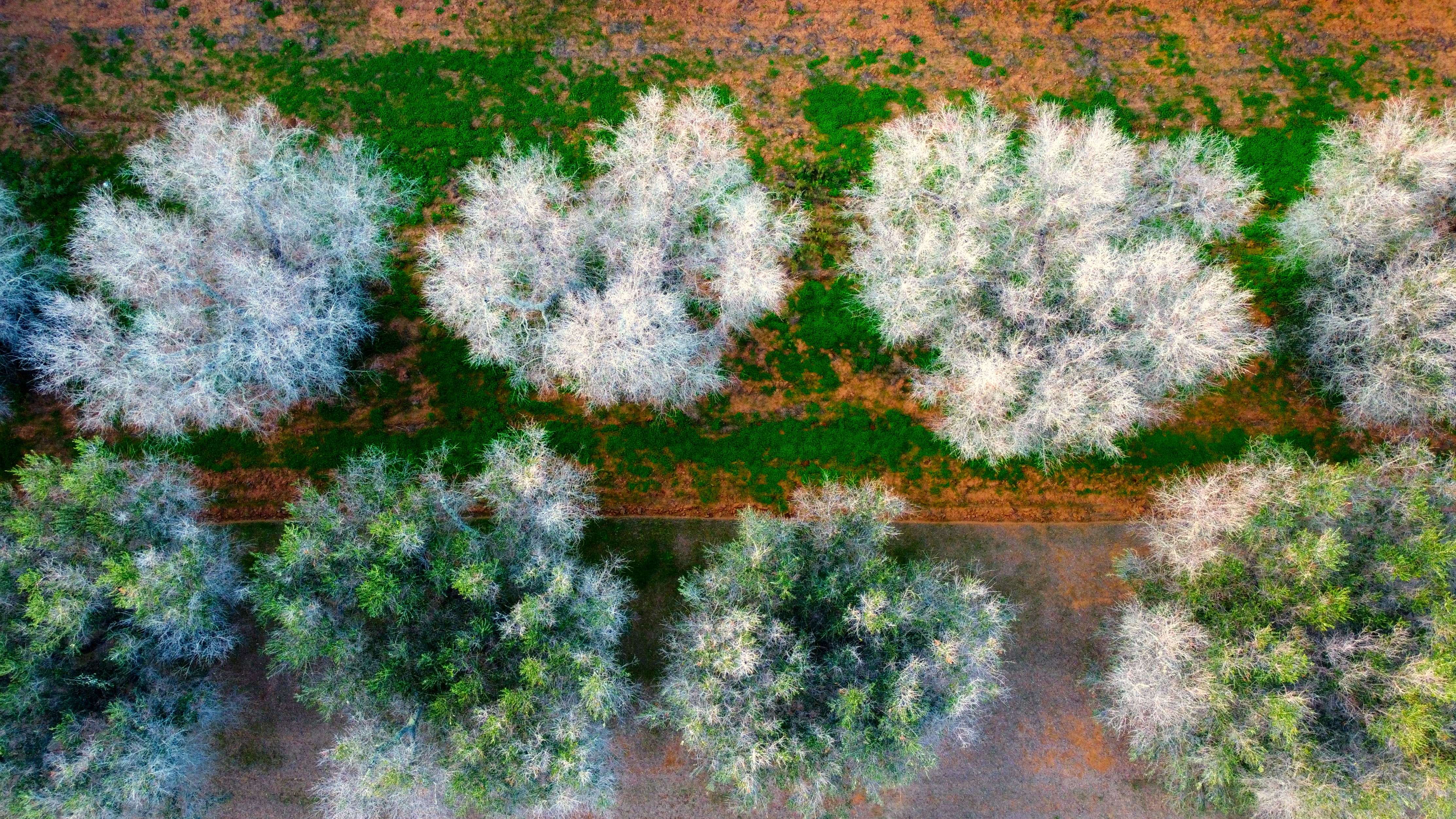 Ghost trees infected with Xylella