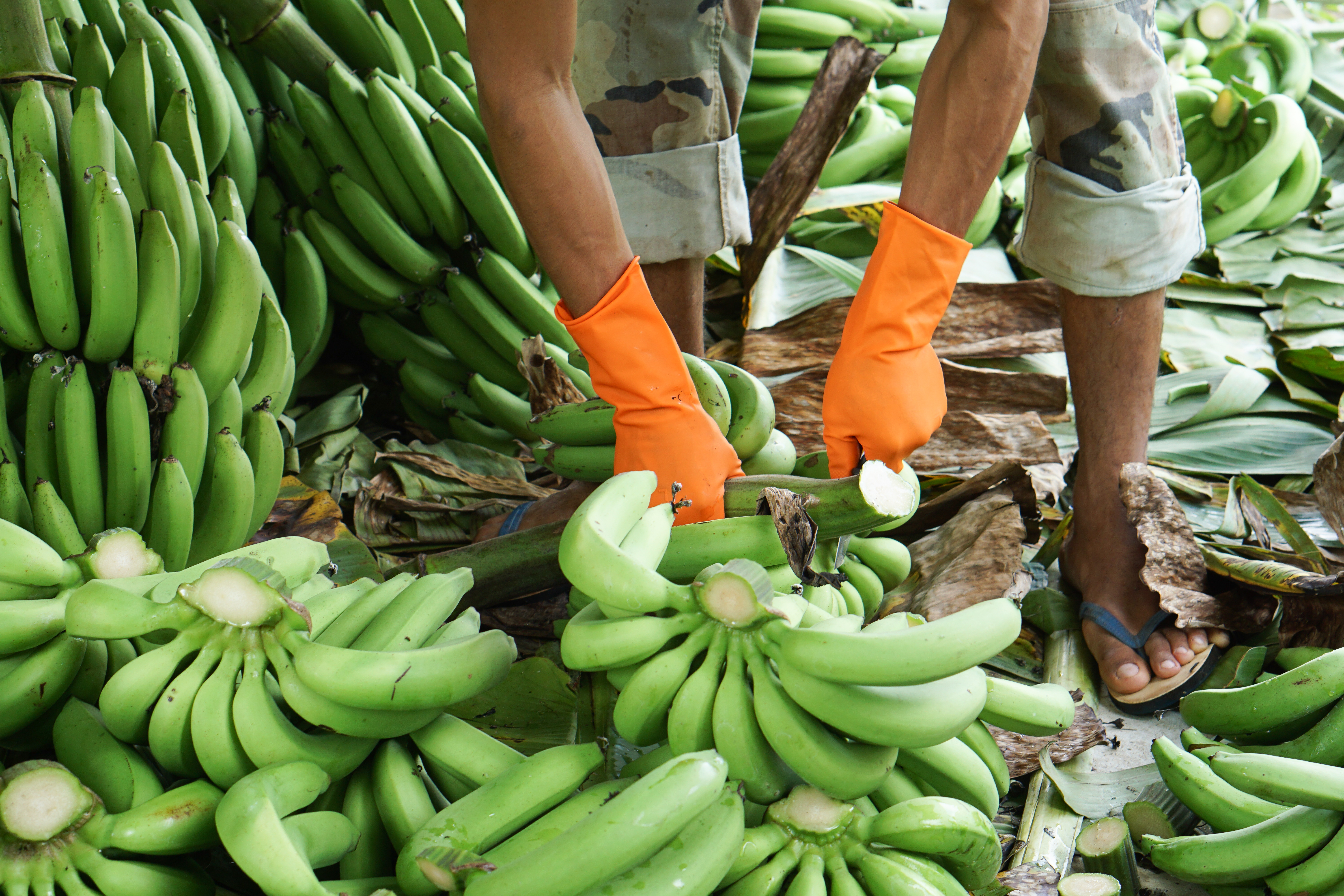 Banana production