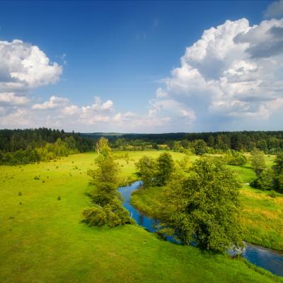 green forest and river