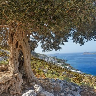 South European landscape with huge ancient olive tree and sea bay on Greek Kalymnos island