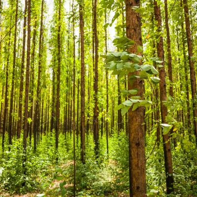 Eucalyptus forest