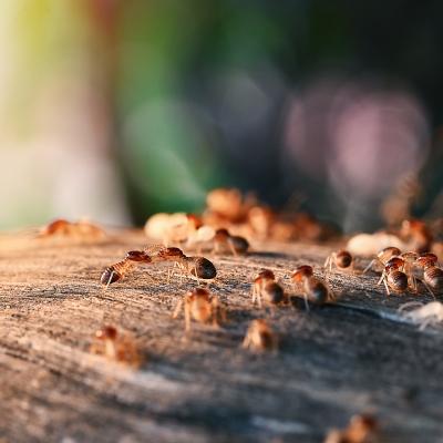 Colony Of Termite, Termites eat wood, termites that come out to the surface after the rain fell. termite colonies mostly live below the surface of the land.jpeg