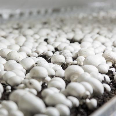 Fresh growing champignons on a production