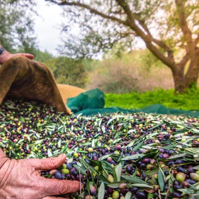 Farmer collecting olives and olive leaves