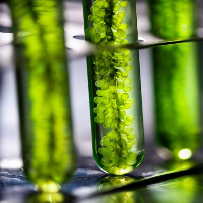 Algae in science laboratory