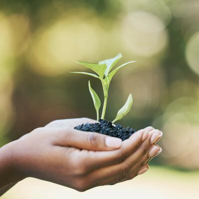 plant heald by hand