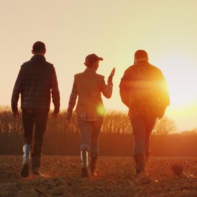 Group of farmers walk in the sunset