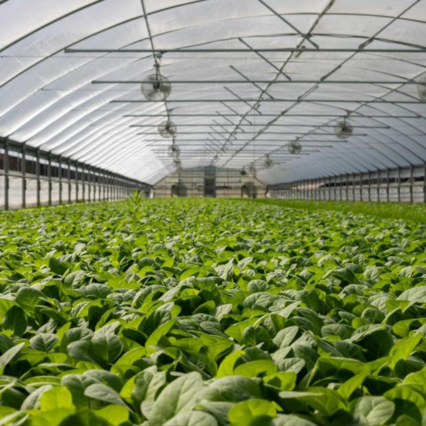 Greenhouse
