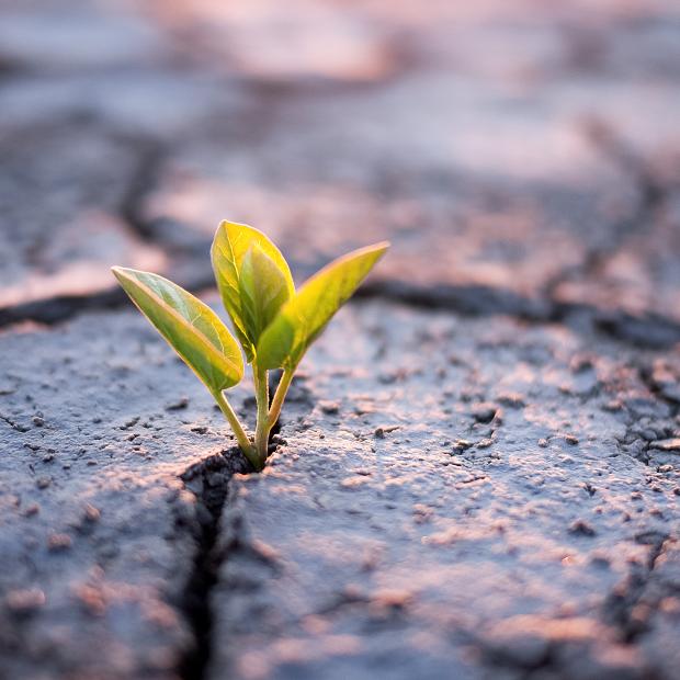 desertification day
