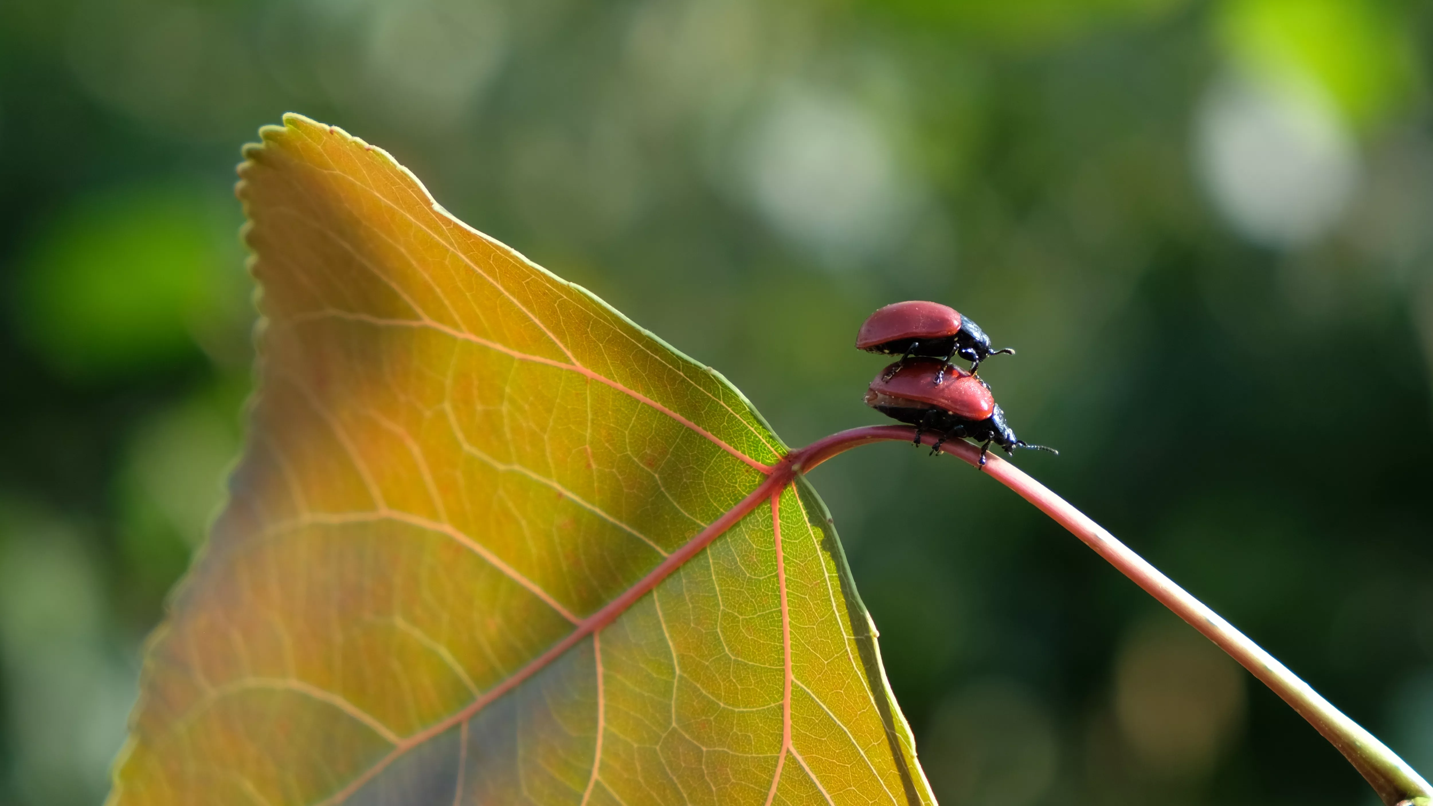 biodiversity: leave and ladybugs