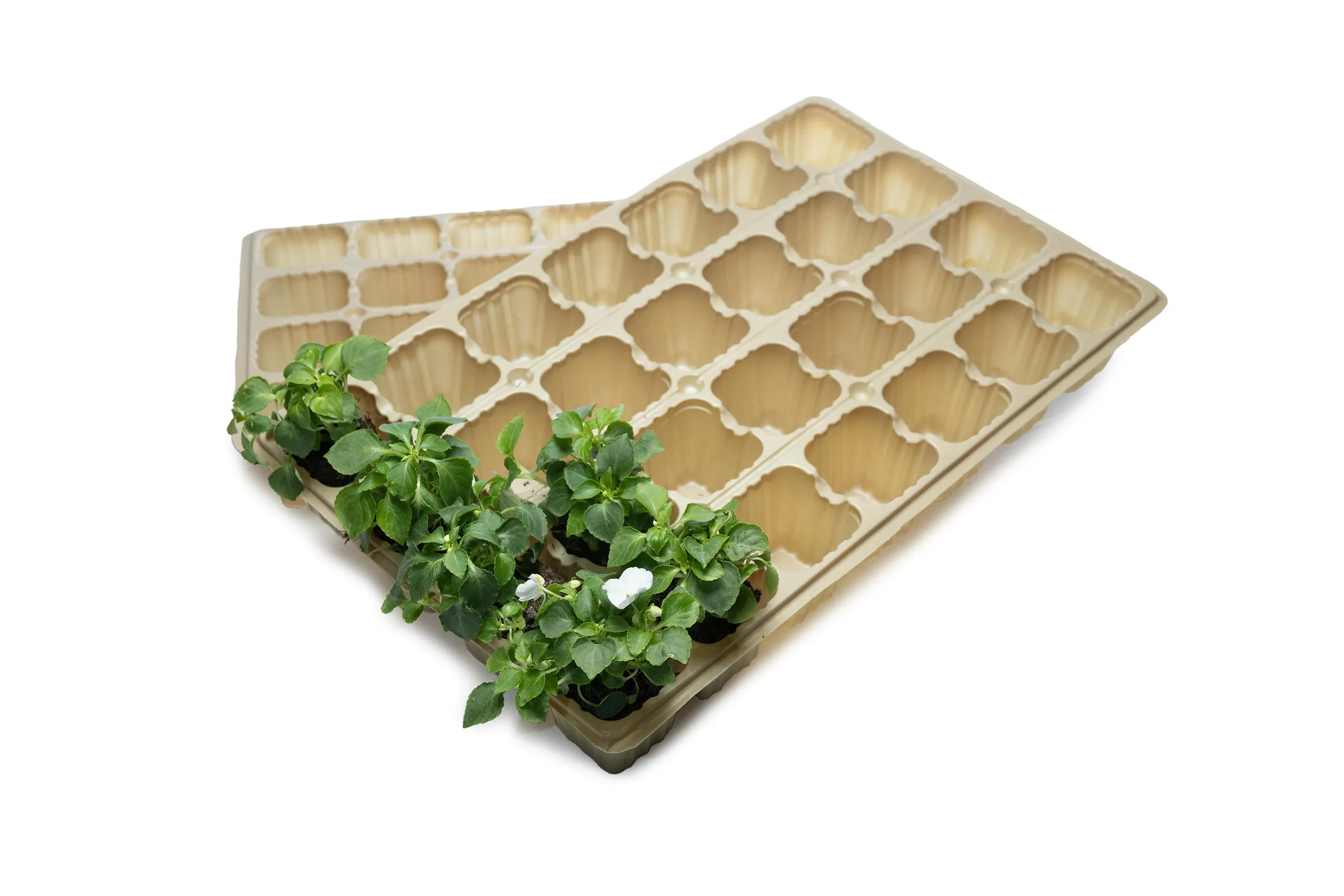 Plant & seed trays made from chicken feathers- UNLOCK