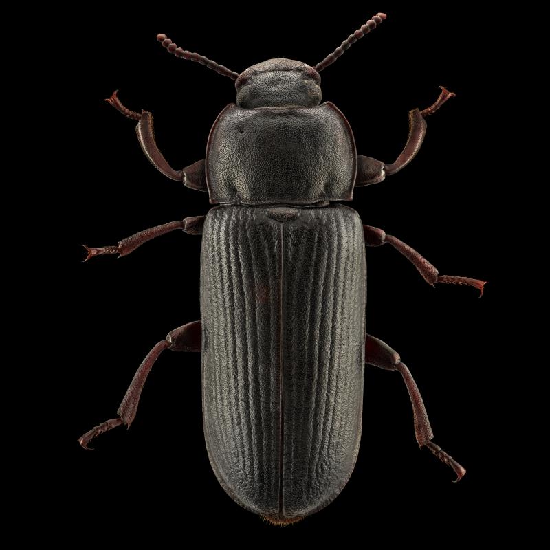 Insect: black beetle Tenebrio Molitor