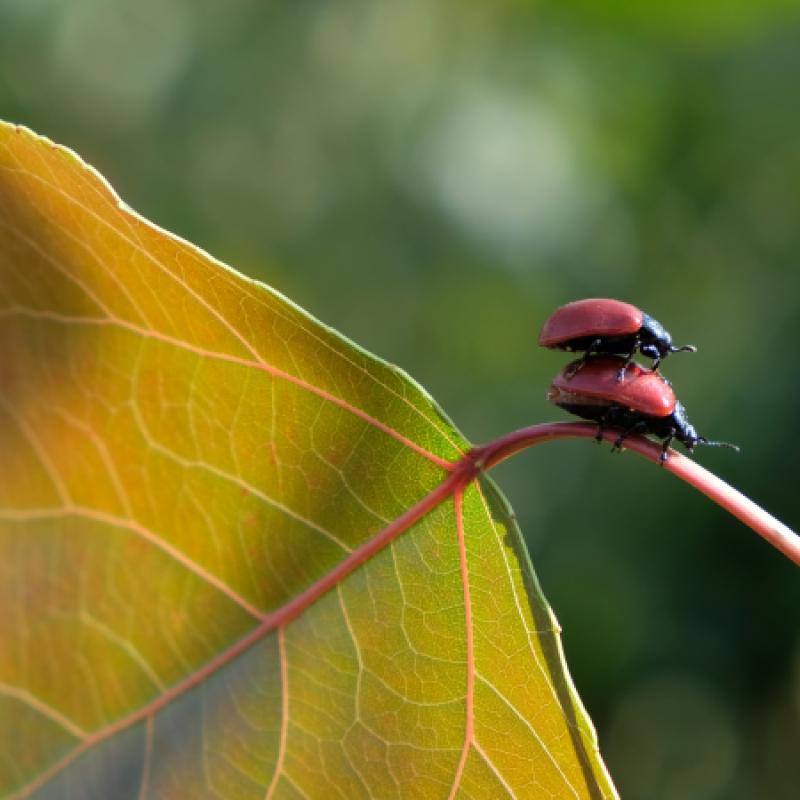 biodiversity: leave and ladybugs