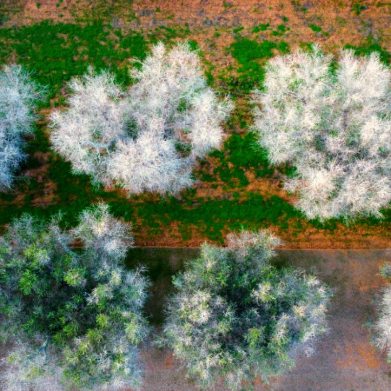 5 (10)_BIOVEXO_©RTDS_Ghost Trees left after Xylella Infection_Apulia, IT.jpg